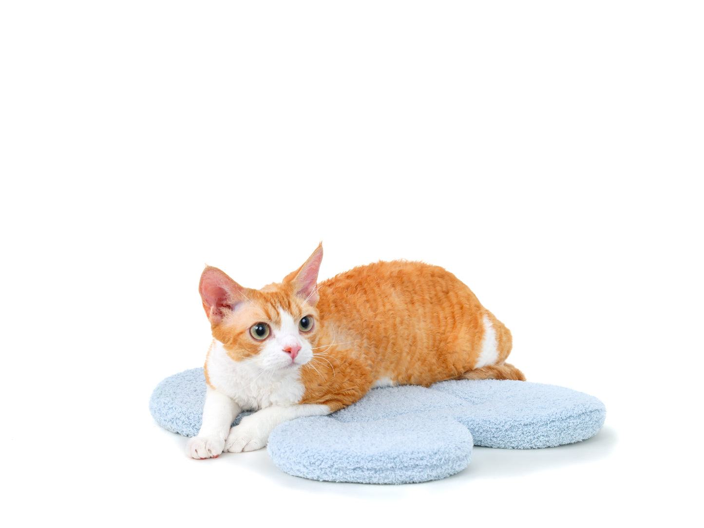 Cat on “the Bloomy” Cat Carrier Cushion