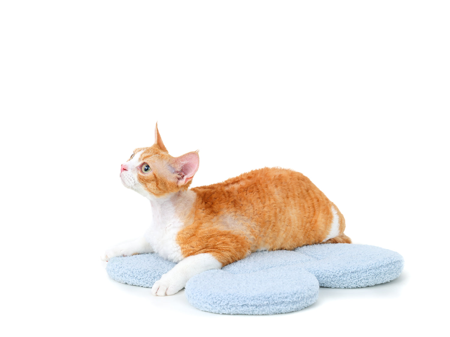 Cat on “the Bloomy” Cat Carrier Cushion