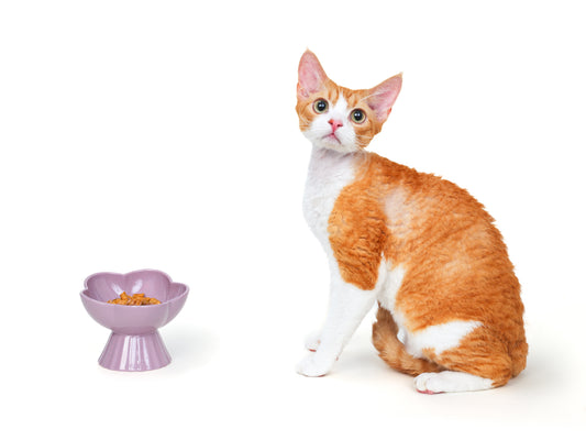 “the Floret” Elevated Ceramic Pet Bowl - PURPLE