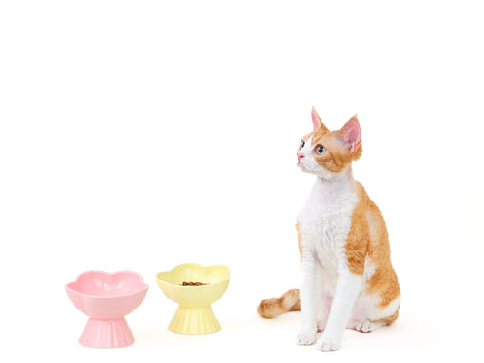 “the Floret” Elevated Ceramic Pet Bowl
