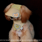 Adjustable Pet Outdoor Sun Hat