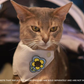 Adjustable Pet Bandana