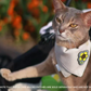 Adjustable Pet Bandana