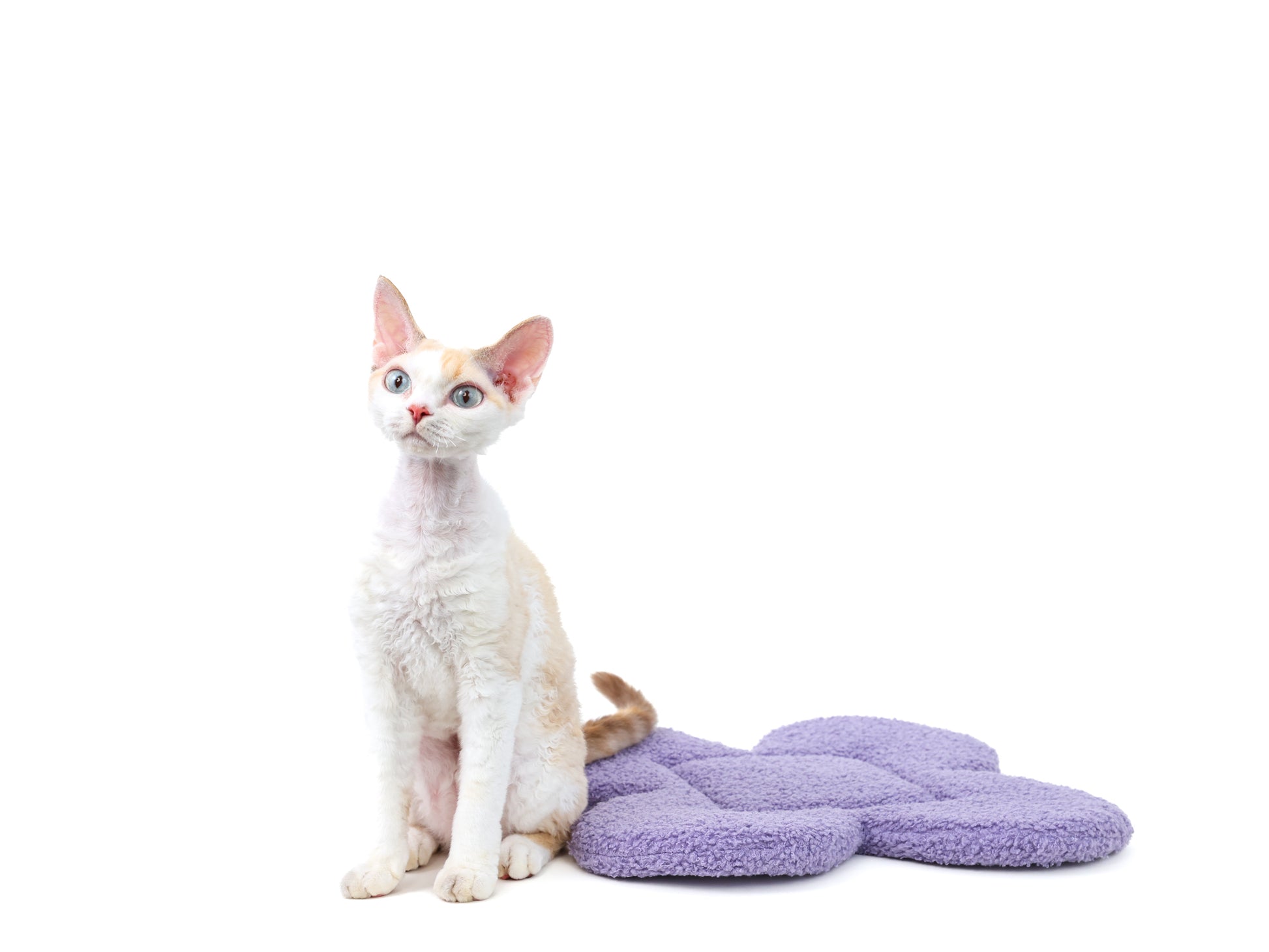 Cat on “the Bloomy” Cat Carrier Cushion