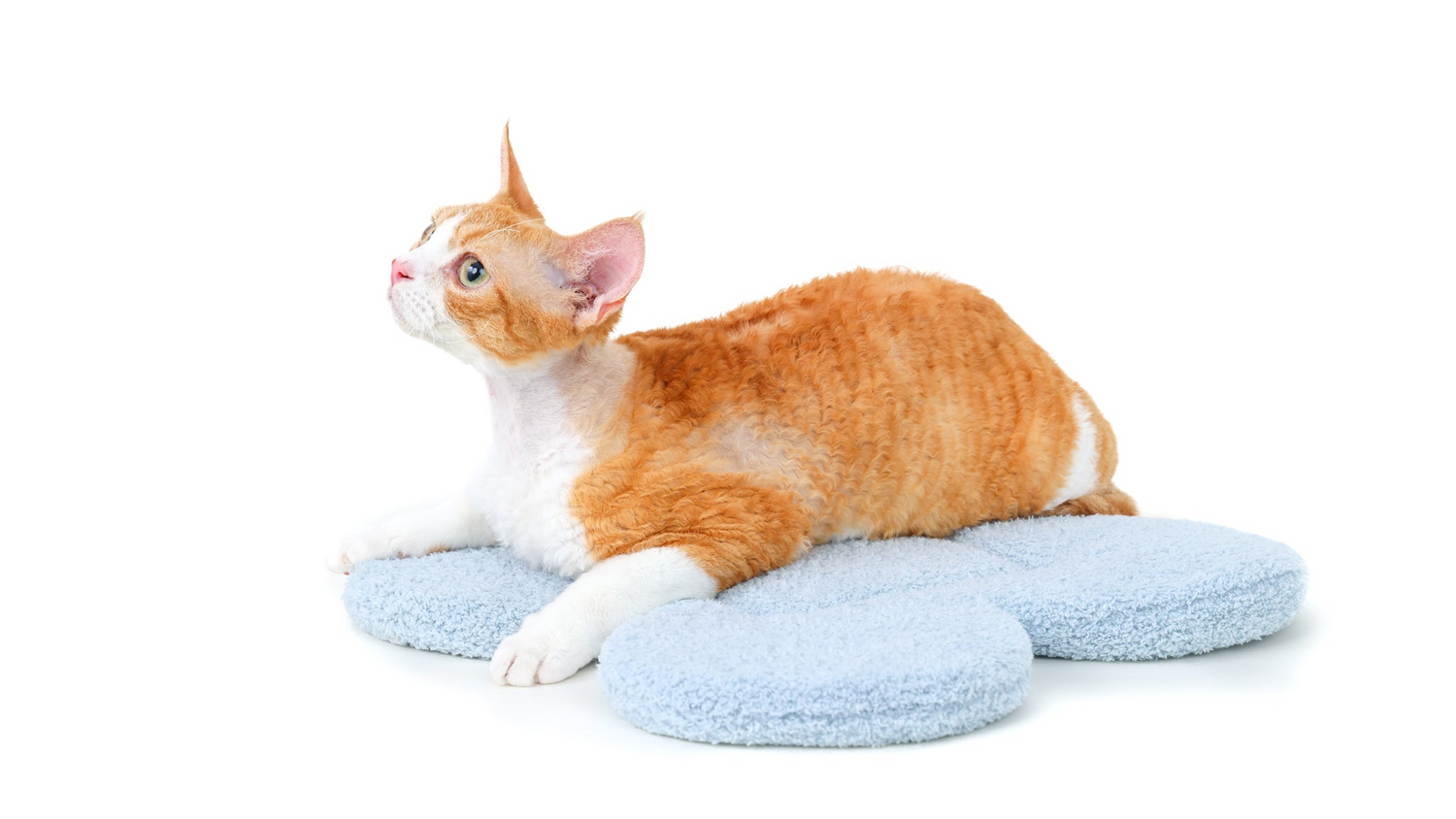 Cat on Blue "the Bloomy" Cat Carrier Cushion