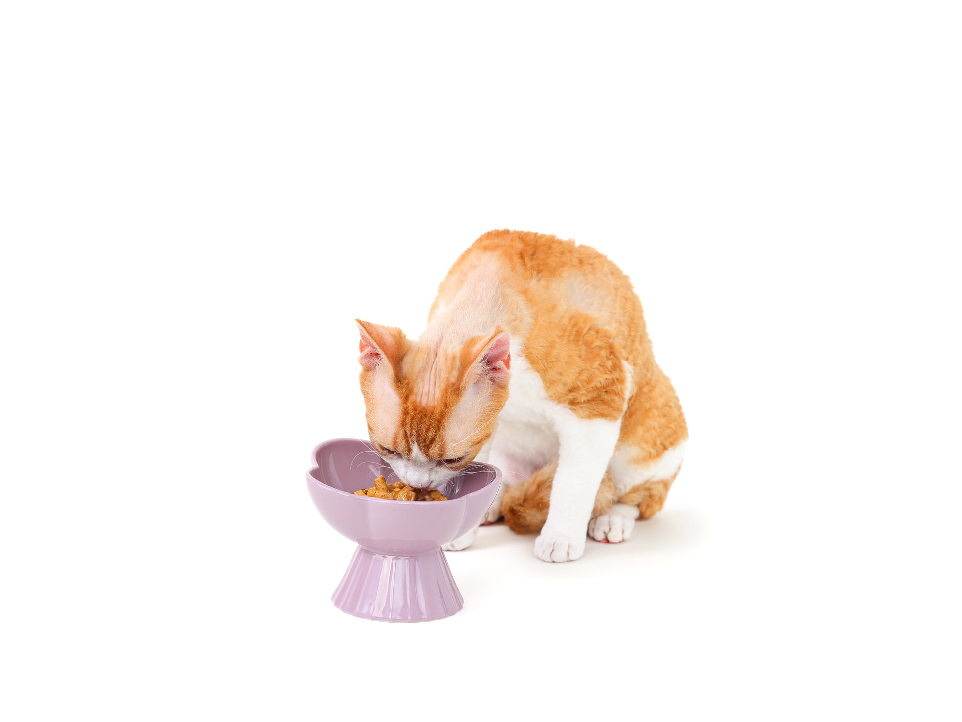 “the Floret” Elevated Ceramic Pet Bowl - PURPLE