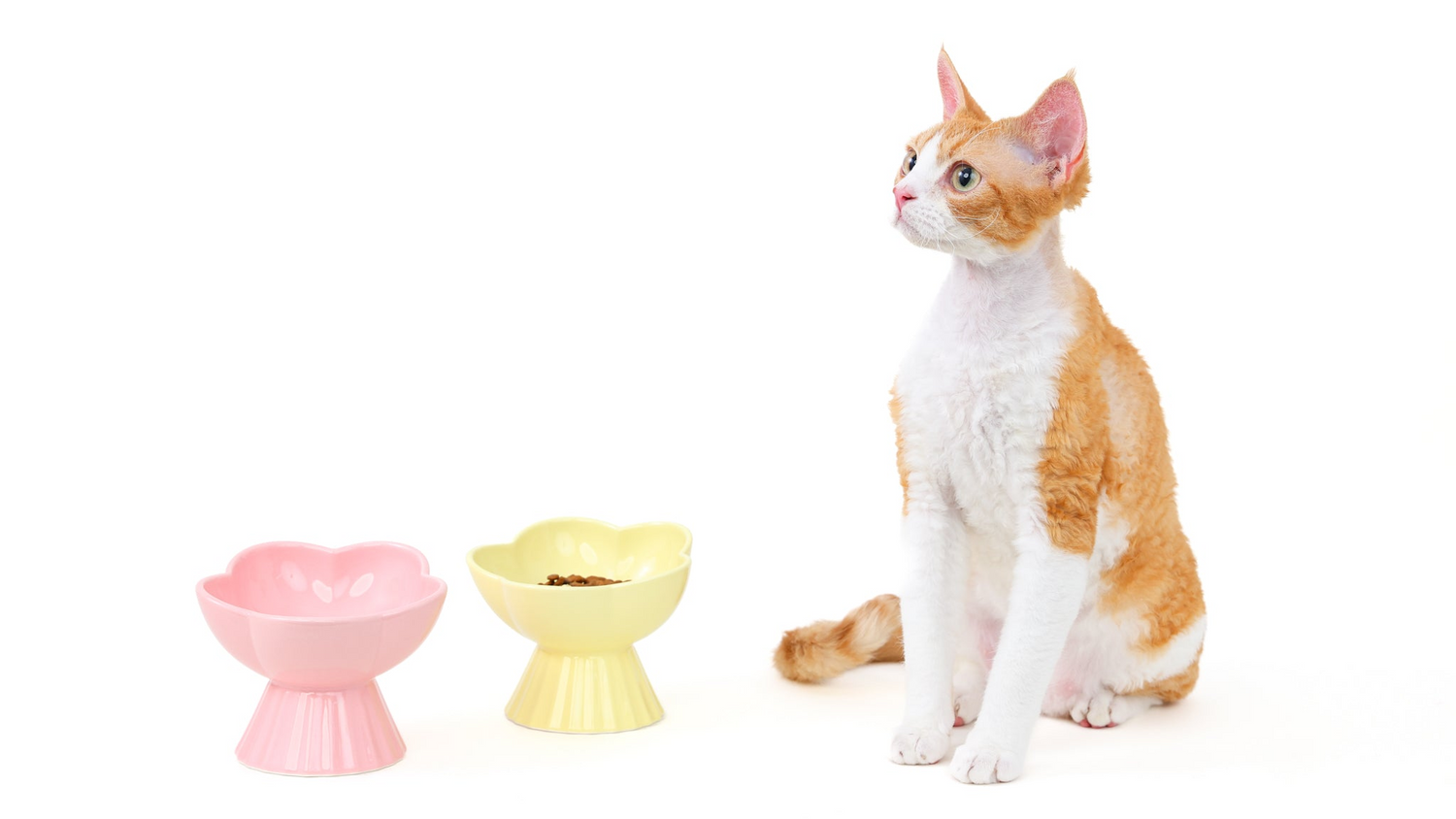 “the Floret” Elevated Ceramic Pet Bowl
